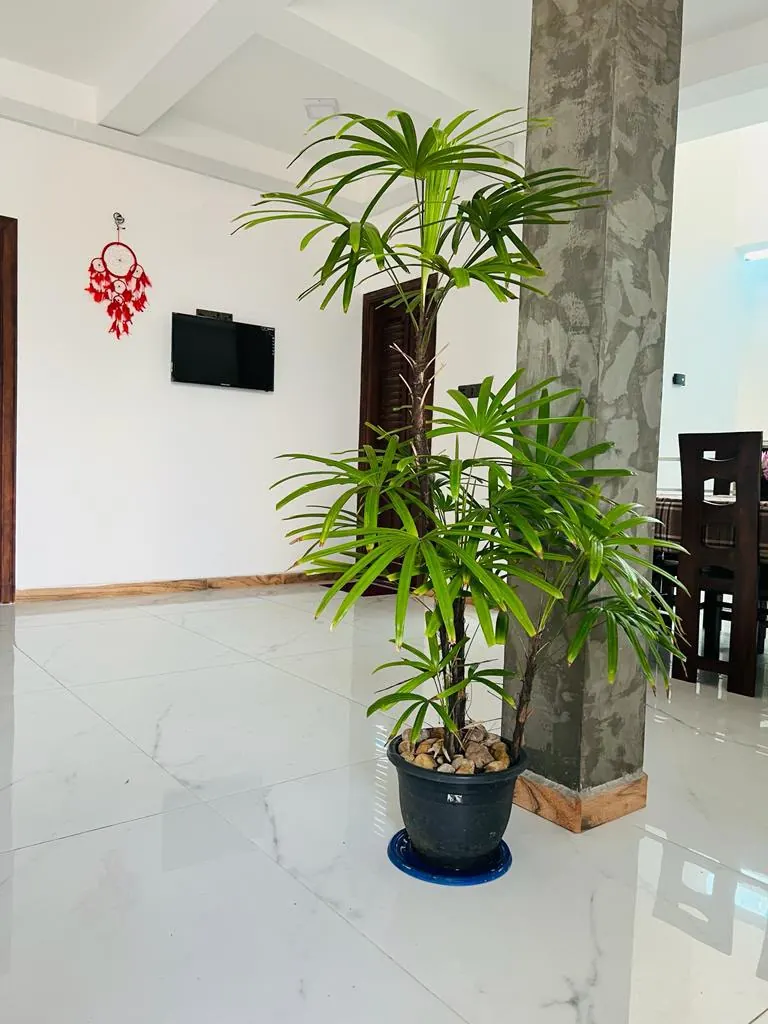 Indoor palm and television in the shared lounge